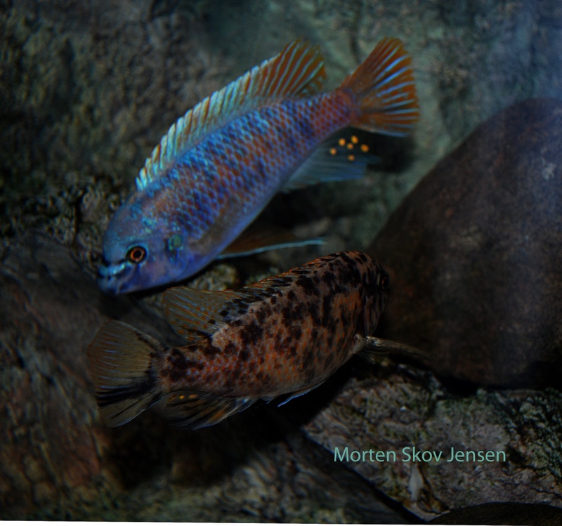 Labeotropheus fuelleborni 'Chiwi Rocks'
